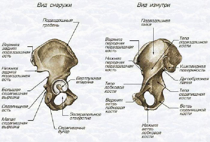 Строение костей таза